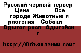 Русский черный терьер › Цена ­ 35 000 - Все города Животные и растения » Собаки   . Адыгея респ.,Адыгейск г.